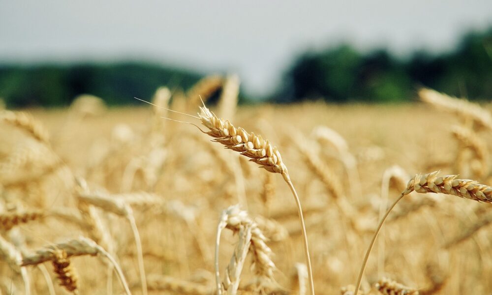 Campo di grano