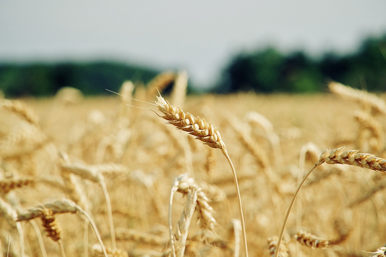 Campo di grano