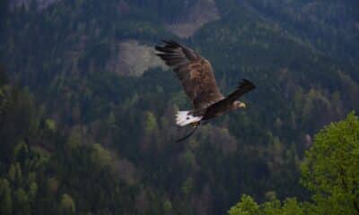 Aquila in volo
