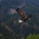 Aquila in volo