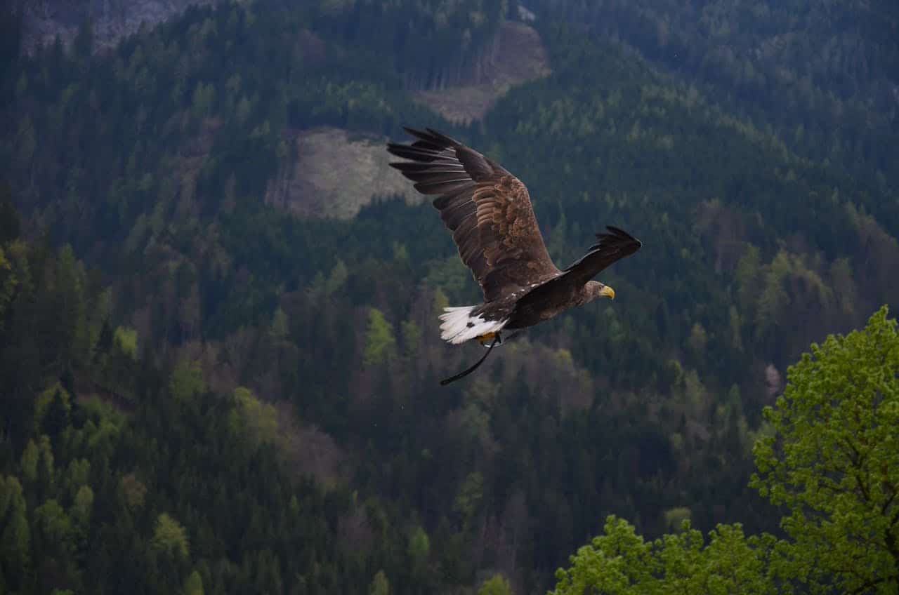 Aquila in volo