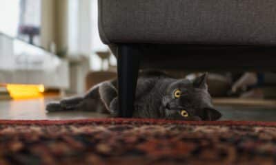 Gatto sotto il divano