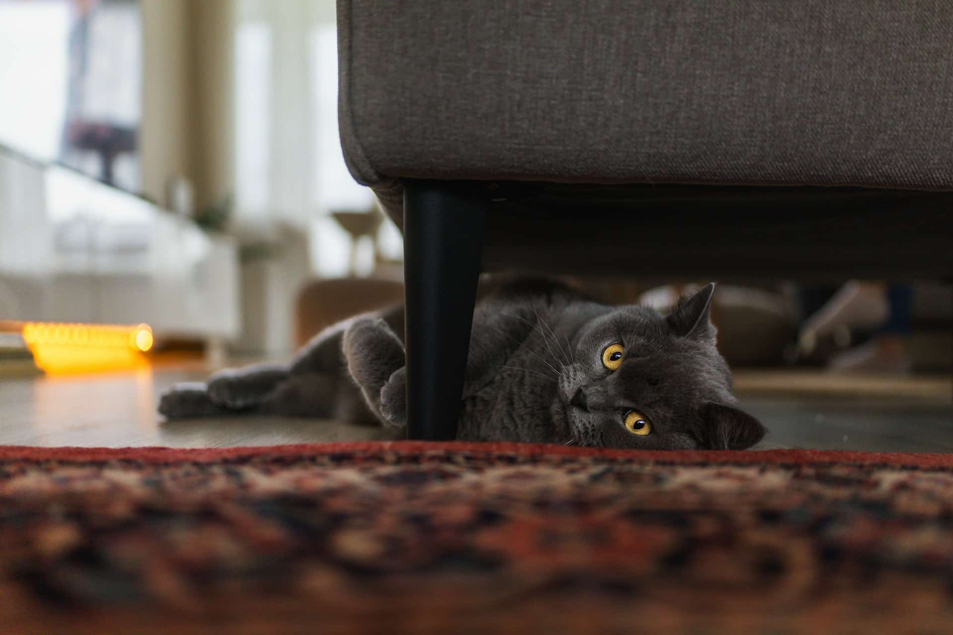 Gatto sotto il divano
