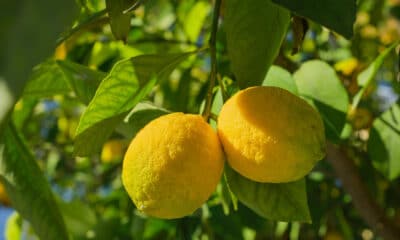 Limoni