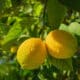Limoni