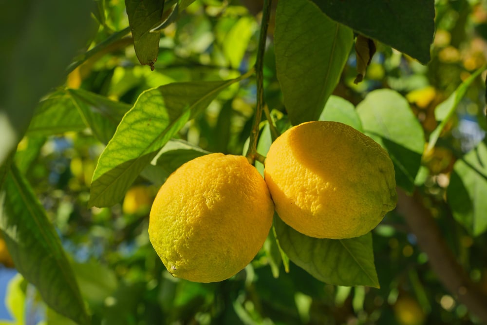 Limoni
