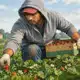 Illustrazione di un lavoratore agricolo anonimo che raccoglie prodotti in un campo.